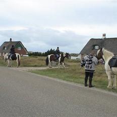Irish Cob Crossbreed Marlotte
