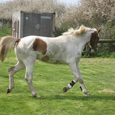 Pinto Damsgaards Caberè