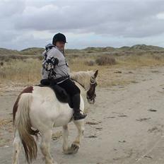 Irish Cob Crossbreed Marlotte