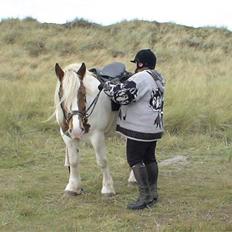 Irish Cob Crossbreed Marlotte