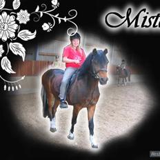 Tysk Sportspony Lillelunds Mister lover