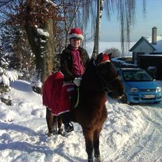 Tysk Sportspony Lillelunds Mister lover