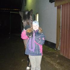 Tysk Sportspony Lillelunds Mister lover