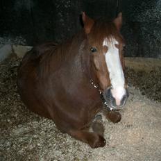 Welsh Pony af Cob-type (sec C) | Hannibal  | *Savle* <33