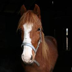 Anden særlig race Wareno