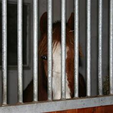 Anden særlig race Wareno