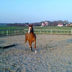 Anden særlig race Wareno