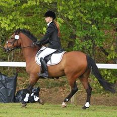 Anden særlig race Julius 