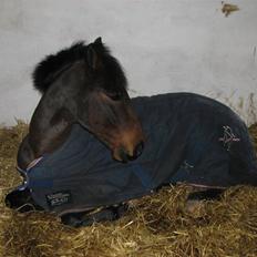 Anden særlig race Julius 