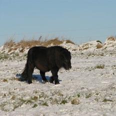 Shetlænder Coco Pops 