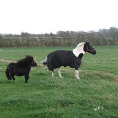 Shetlænder Coco Pops 