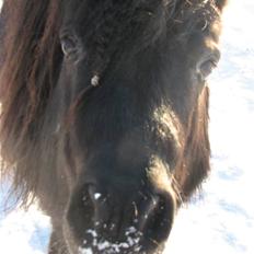Shetlænder Coco Pops 