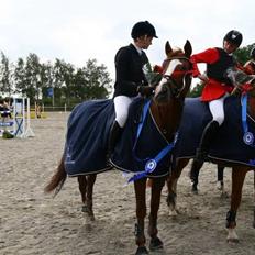 Belgisk varmblod Desperado Van De Maltahoe