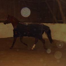 Belgisk varmblod Desperado Van De Maltahoe