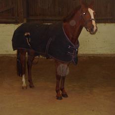 Belgisk varmblod Desperado Van De Maltahoe