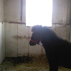 Shetlænder **,Debi,**