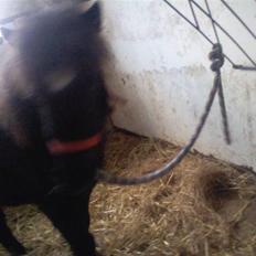 Shetlænder **,Debi,**