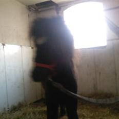 Shetlænder **,Debi,**