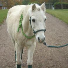 Welsh Pony (sec B) Prins R.I.P †I love you†