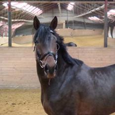Anglo Araber (AA) Raypawers Seabiscuit