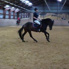 Anglo Araber (AA) Raypawers Seabiscuit