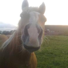 Haflinger Gråbjerghøjs Svea