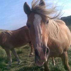 Haflinger Gråbjerghøjs Svea