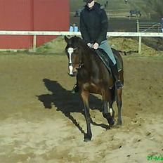 Welsh Pony af Cob-type (sec C) Anjershof Romance