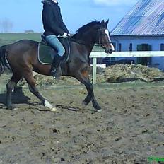 Welsh Pony af Cob-type (sec C) Anjershof Romance