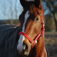 Anden særlig race Savage Fighter (Baby)