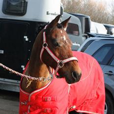 Hollandsk Sportspony Bobby
