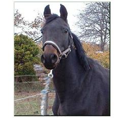 Anglo Araber (AA) Elicia <3 - solgt ! ;(