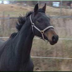 Anglo Araber (AA) Elicia <3 - solgt ! ;(