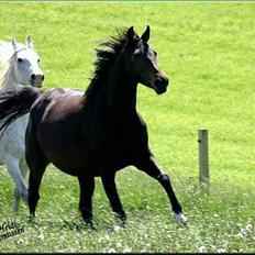 Anglo Araber (AA) Elicia <3 - solgt ! ;(