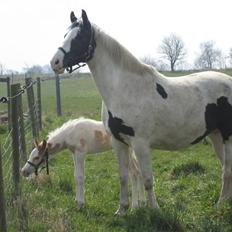 Pinto Marotts Chillie