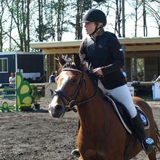 Hollandsk Sportspony  ANNIE | SOLGT :'(