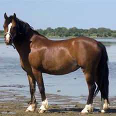 Welsh Pony (sec B) Velvet *SAVNET*