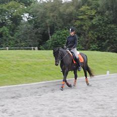 Anden særlig race Tirano Mit et&alt!!