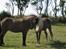 Islænder Röskva fra Hammelsvang - >>NYT<< Röskva til hingst hos Djáknar frá Hvammi. Foto Mor