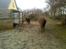 Shetlænder **,Debi,** - Taget den 16januar 2009:  Kom Molly vi smutter ind i stalden nu