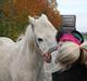 Welsh Pony (sec B) Prins R.I.P †I love you†