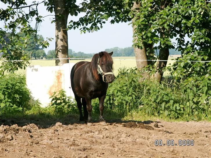 Shetlænder Ronja <3 Savnet! - Er jeg ikke bare nuttet håber du kan lide mig (fg mig) billede 3