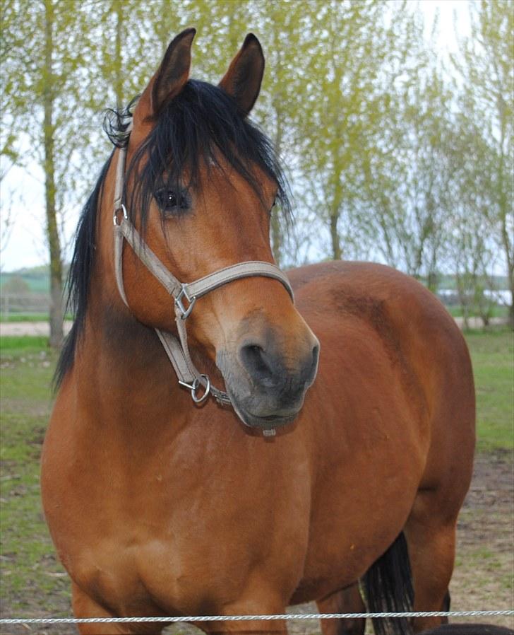 Anden særlig race Rocky - Maj 2010 billede 1