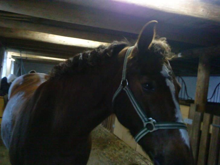 Anden særlig race Nynne (halvpart)  TIDER:/ billede 1