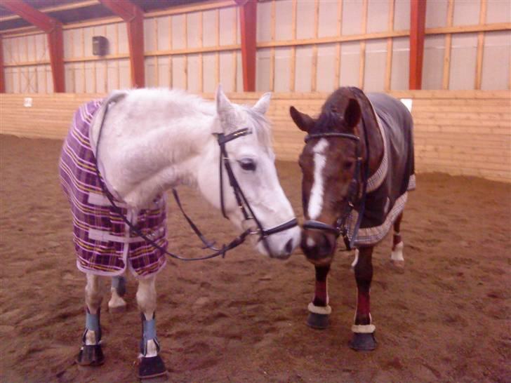 Anden særlig race Nynne (halvpart)  TIDER:/ - mys mys coco:D billede 2