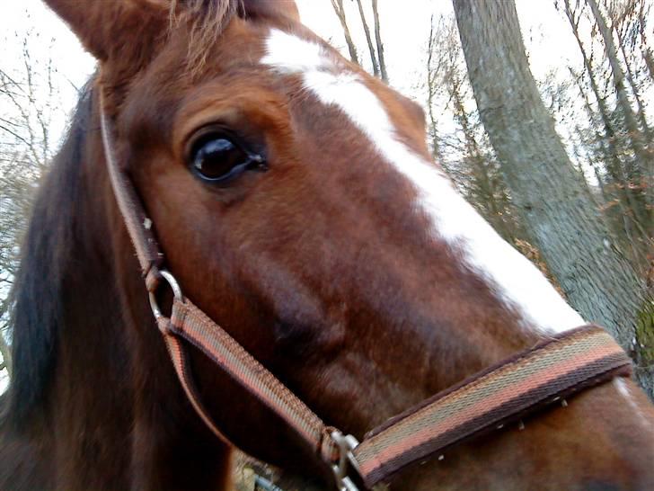 Anden særlig race Nynne (halvpart)  TIDER:/ billede 3