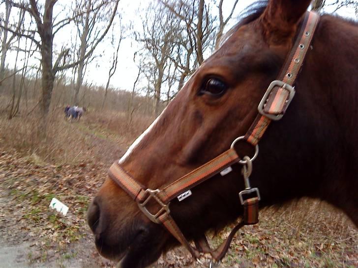Anden særlig race Nynne (halvpart)  TIDER:/ billede 4