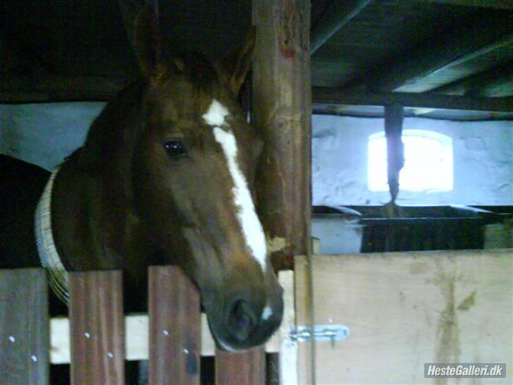 Anden særlig race Nynne (halvpart)  TIDER:/ billede 6