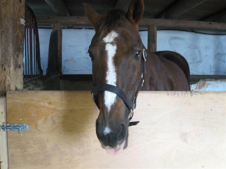 Anden særlig race Nynne (halvpart)  TIDER:/ billede 7