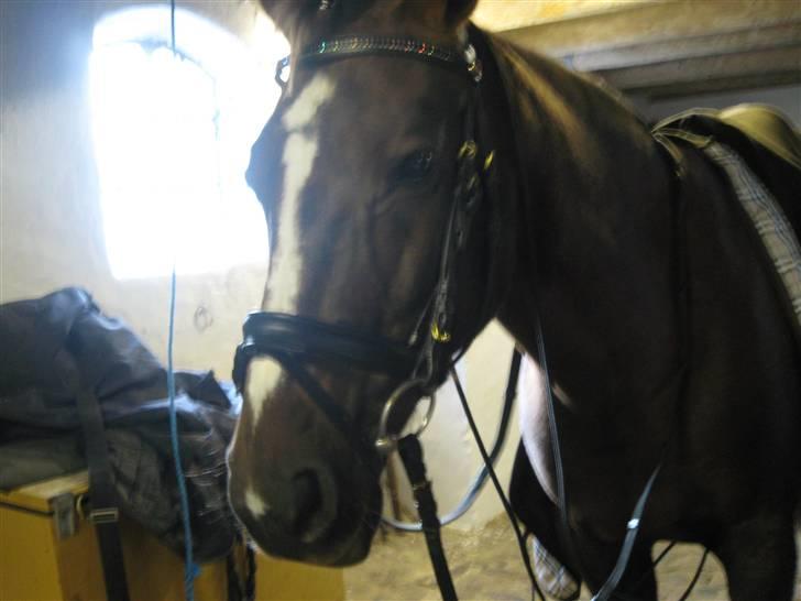 Anden særlig race Nynne (halvpart)  TIDER:/ billede 8